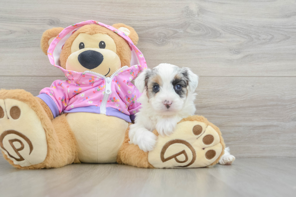 Energetic Aussie Poo Poodle Mix Puppy