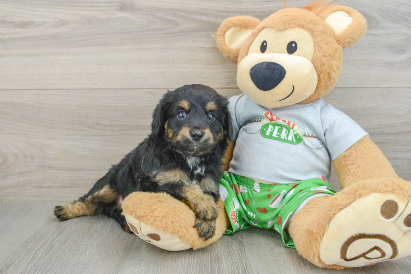 Meet Dapper - our Mini Aussiedoodle Puppy Photo 1/3 - Premier Pups