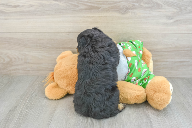 Meet Dapper - our Mini Aussiedoodle Puppy Photo 2/3 - Premier Pups