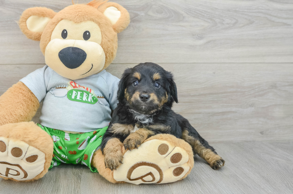 6 week old Mini Aussiedoodle Puppy For Sale - Premier Pups