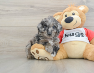 6 week old Mini Aussiedoodle Puppy For Sale - Premier Pups