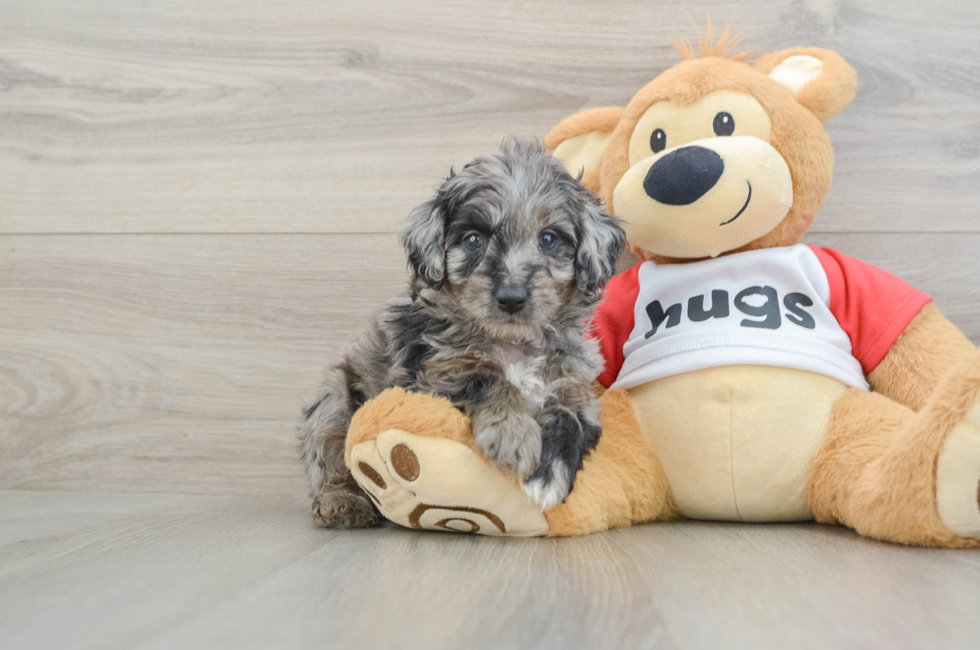 5 week old Mini Aussiedoodle Puppy For Sale - Premier Pups
