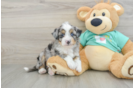 Petite Mini Aussiedoodle Poodle Mix Pup
