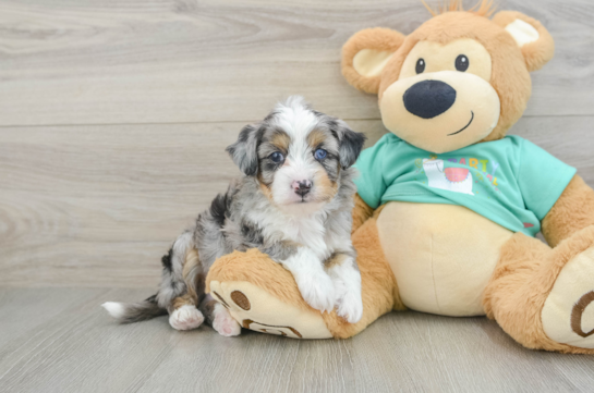Petite Mini Aussiedoodle Poodle Mix Pup