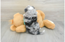 Popular Mini Aussiedoodle Poodle Mix Pup