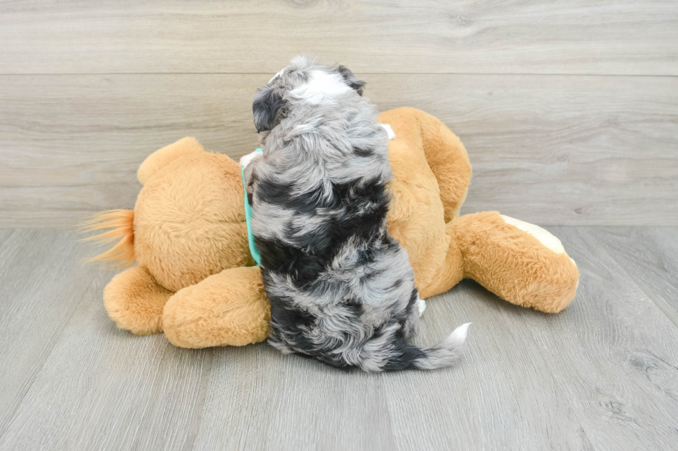 Popular Mini Aussiedoodle Poodle Mix Pup