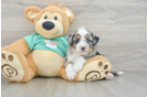 Mini Aussiedoodle Pup Being Cute