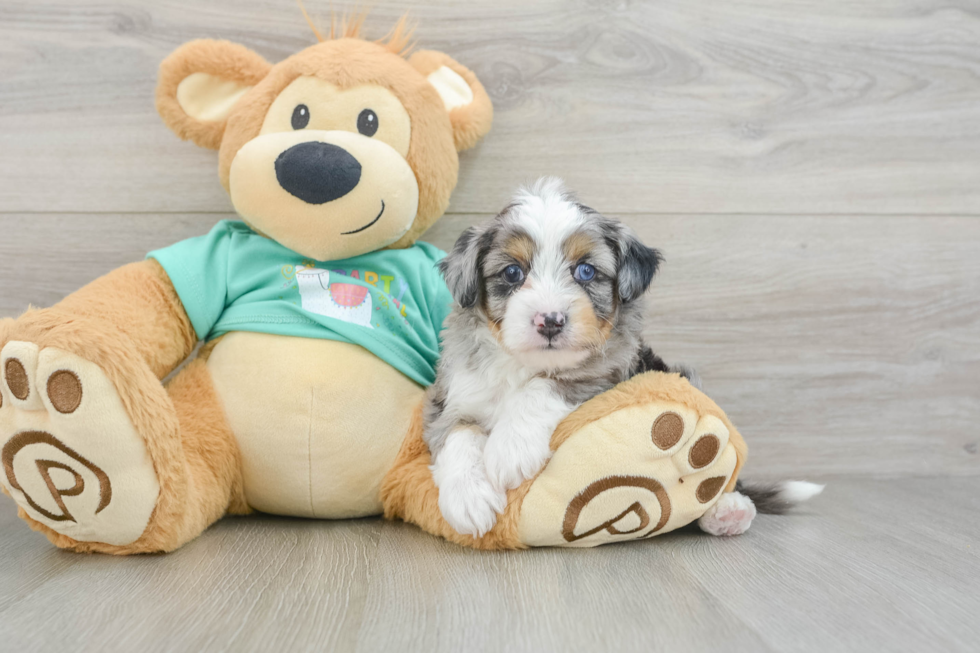 Mini Aussiedoodle Pup Being Cute