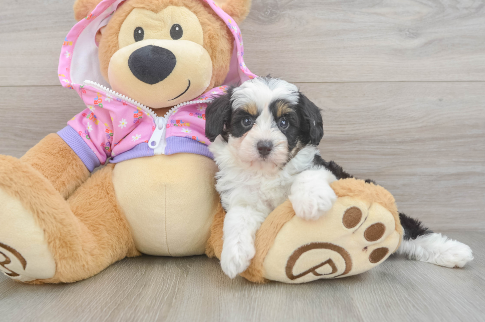 5 week old Mini Aussiedoodle Puppy For Sale - Premier Pups