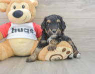 7 week old Mini Aussiedoodle Puppy For Sale - Premier Pups