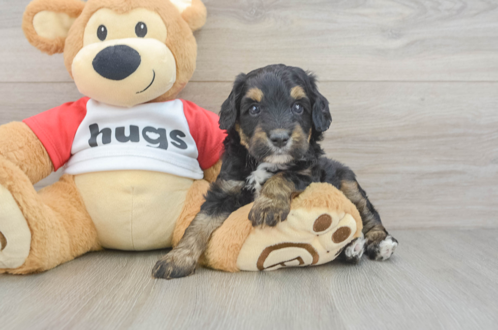 5 week old Mini Aussiedoodle Puppy For Sale - Premier Pups