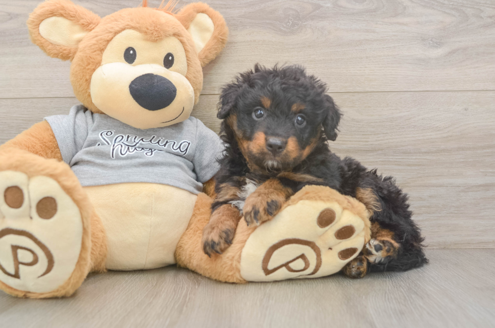 6 week old Mini Aussiedoodle Puppy For Sale - Premier Pups