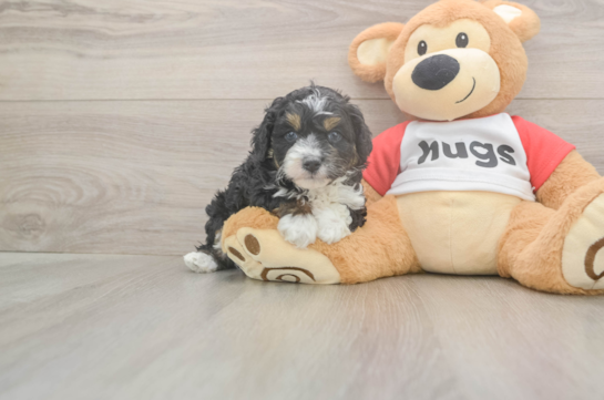 5 week old Mini Aussiedoodle Puppy For Sale - Premier Pups Mini Aussiedoodle Puppy for Adoption