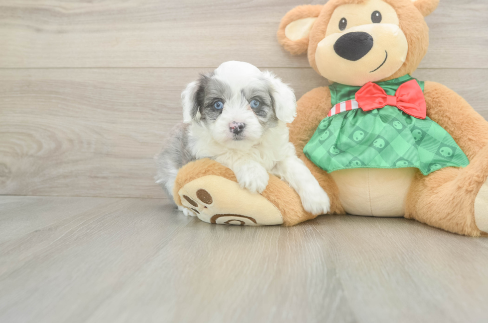 5 week old Mini Aussiedoodle Puppy For Sale - Premier Pups