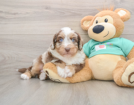 5 week old Mini Aussiedoodle Puppy For Sale - Premier Pups