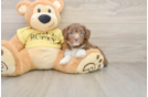 Cute Mini Aussiedoodle Baby