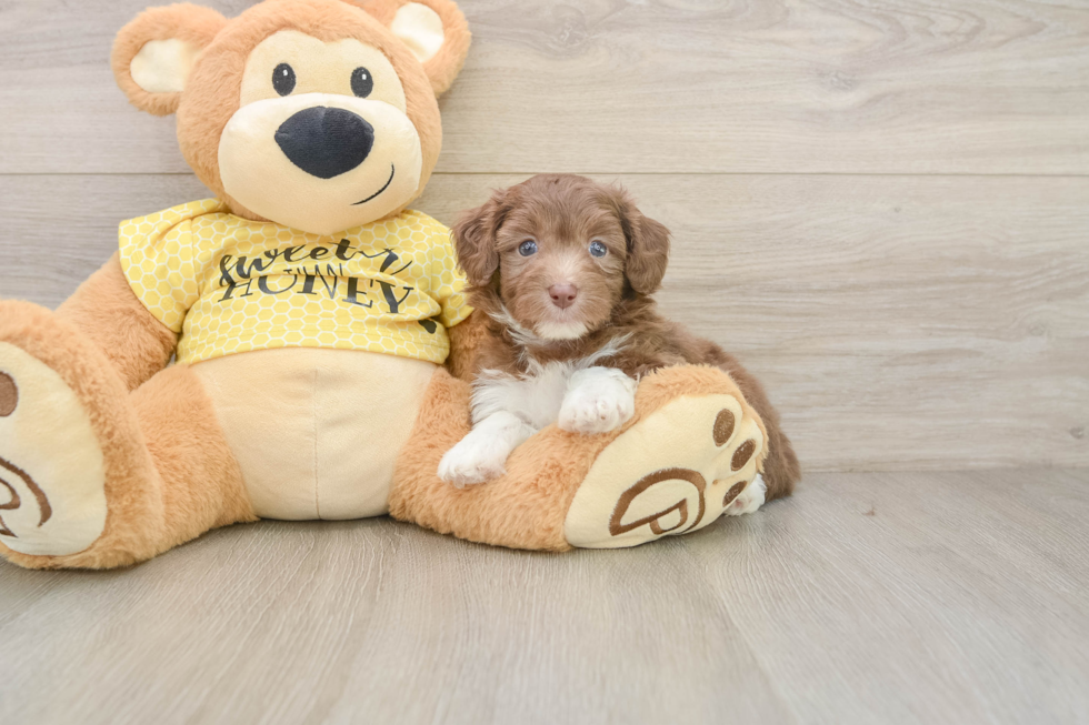 Cute Mini Aussiedoodle Baby