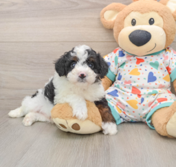 6 week old Mini Aussiedoodle Puppy For Sale - Premier Pups