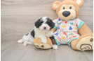 Best Mini Aussiedoodle Baby