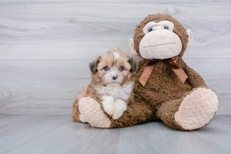 Friendly Mini Aussiedoodle Baby