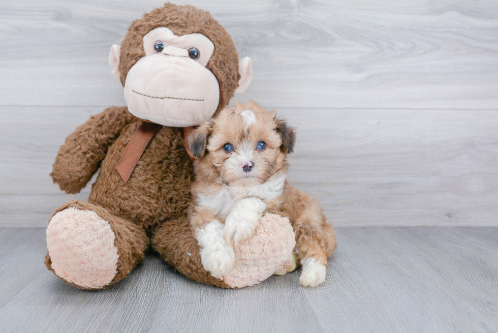 Little Aussiepoo Poodle Mix Puppy