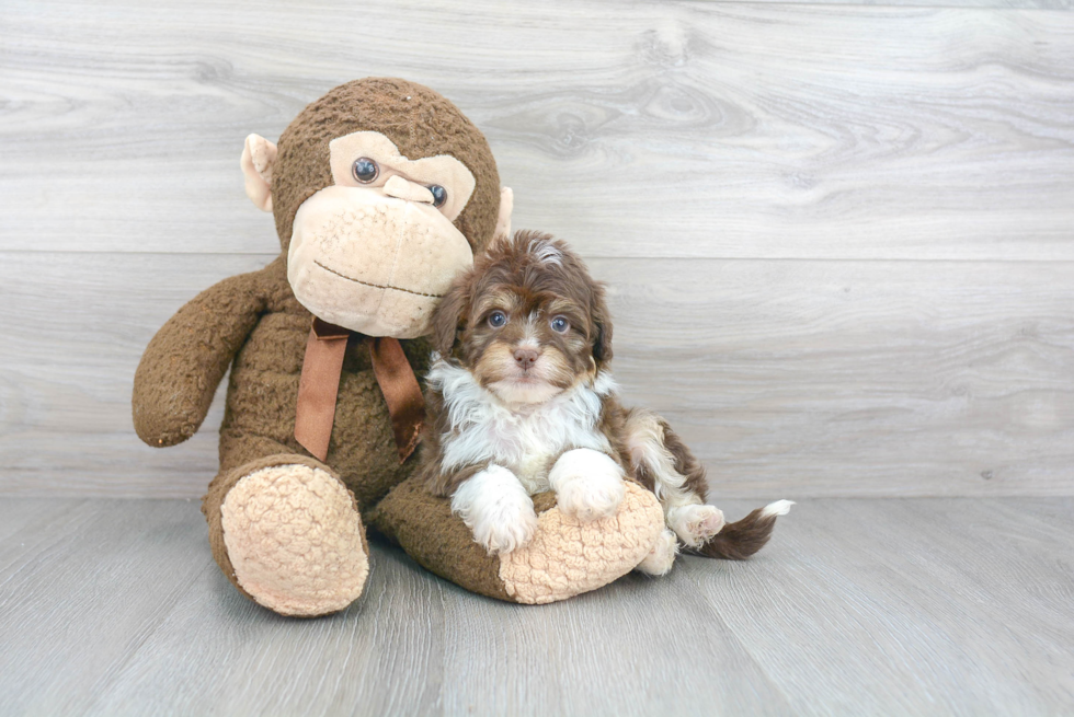 Smart Mini Aussiedoodle Poodle Mix Pup