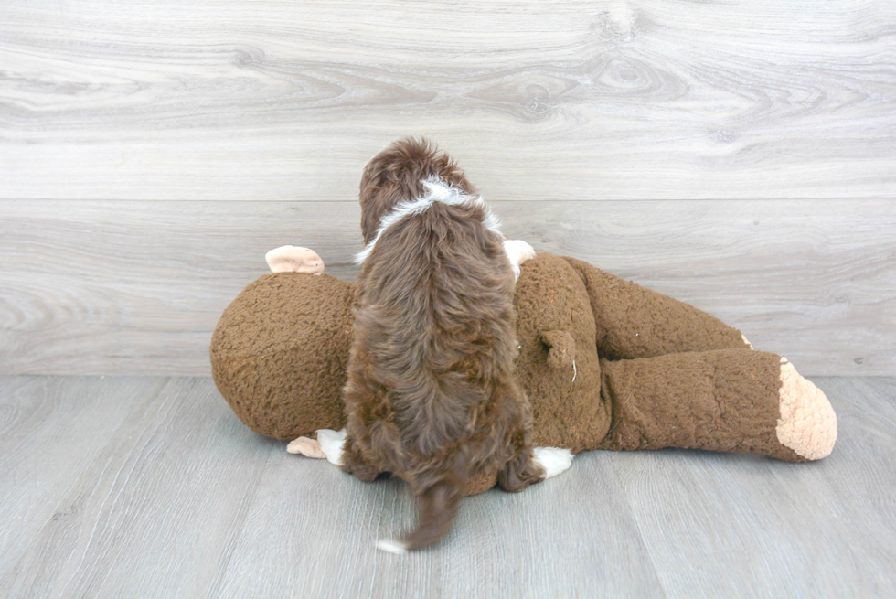 Mini Aussiedoodle Puppy for Adoption