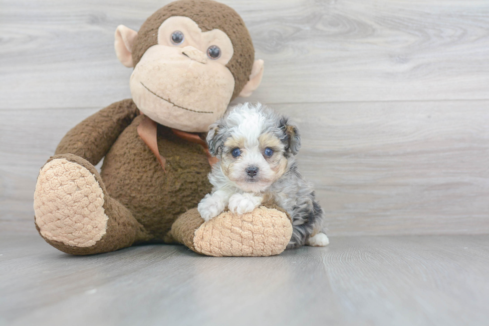 Best Mini Aussiedoodle Baby