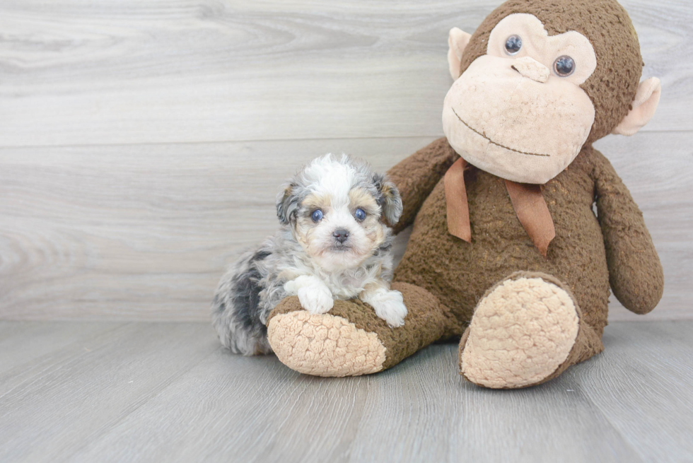 Popular Mini Aussiedoodle Poodle Mix Pup