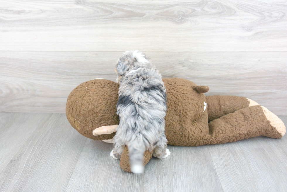 Mini Aussiedoodle Pup Being Cute