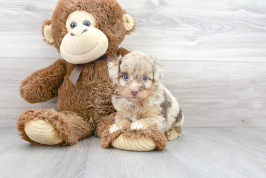 Petite Mini Aussiedoodle Poodle Mix Pup