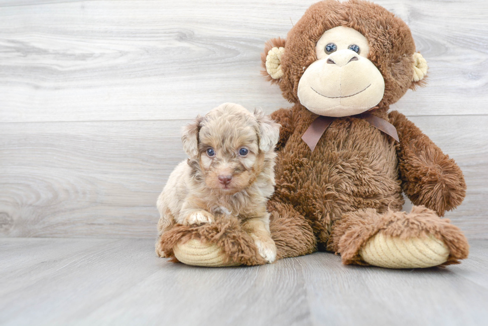 Playful Aussiepoo Poodle Mix Puppy