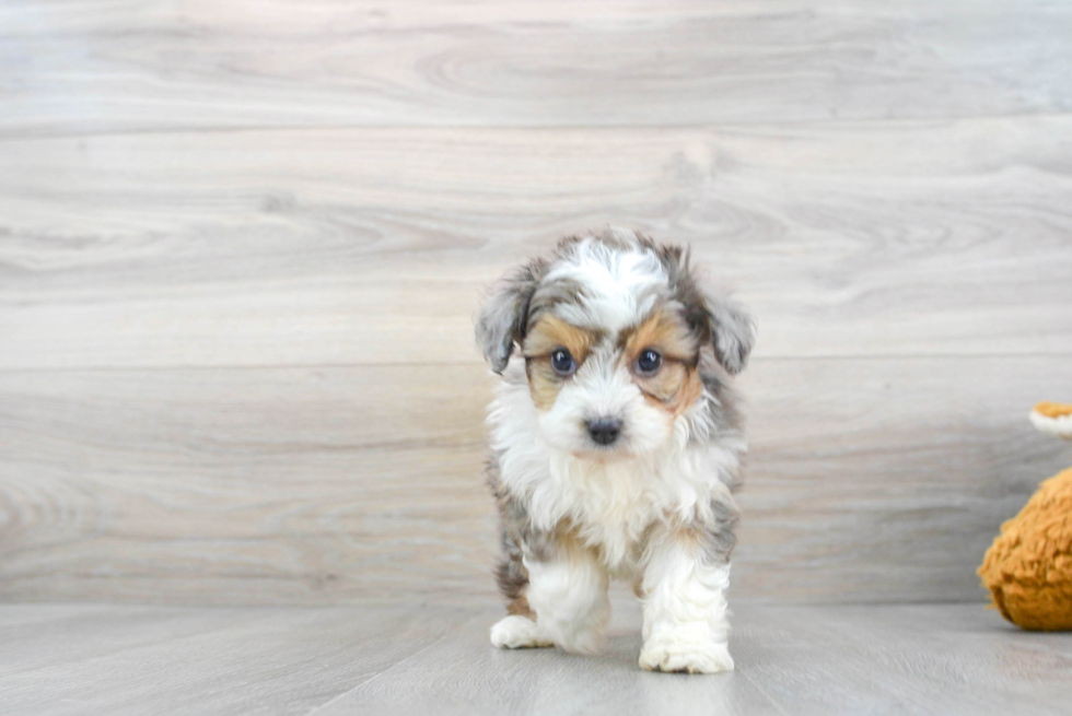 Popular Mini Aussiedoodle Poodle Mix Pup