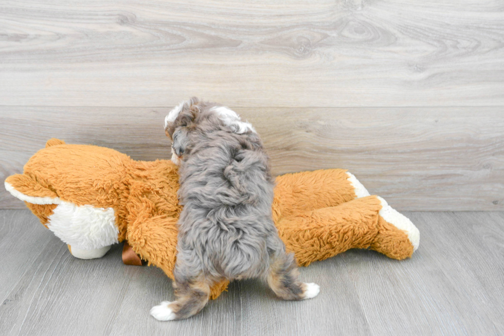 Mini Aussiedoodle Pup Being Cute