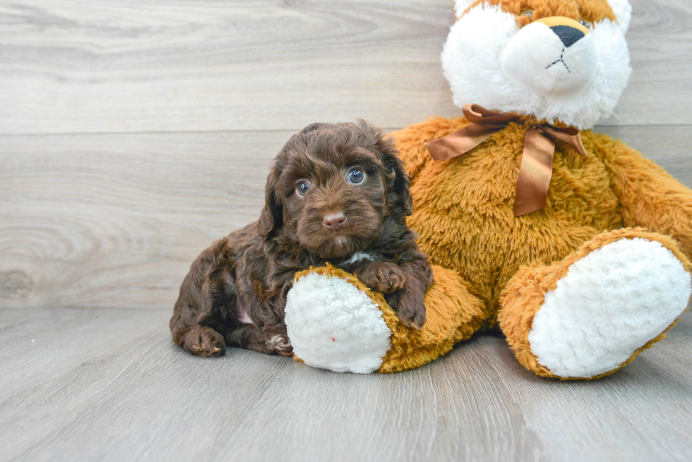 Petite Mini Aussiedoodle Poodle Mix Pup