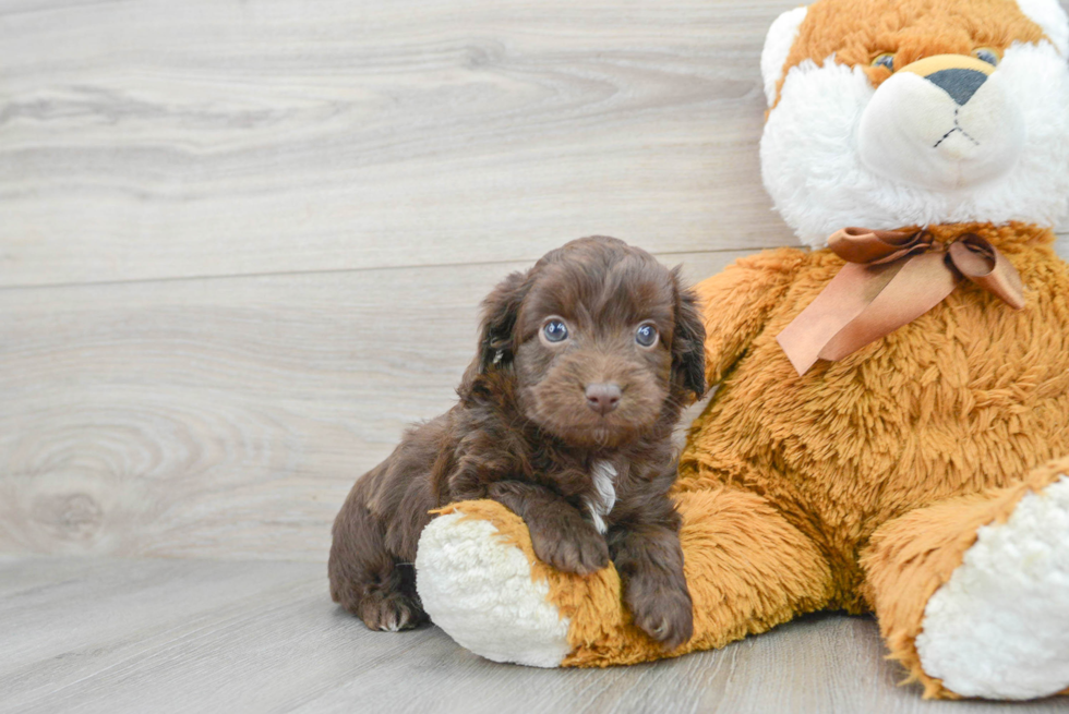 Happy Mini Aussiedoodle Baby