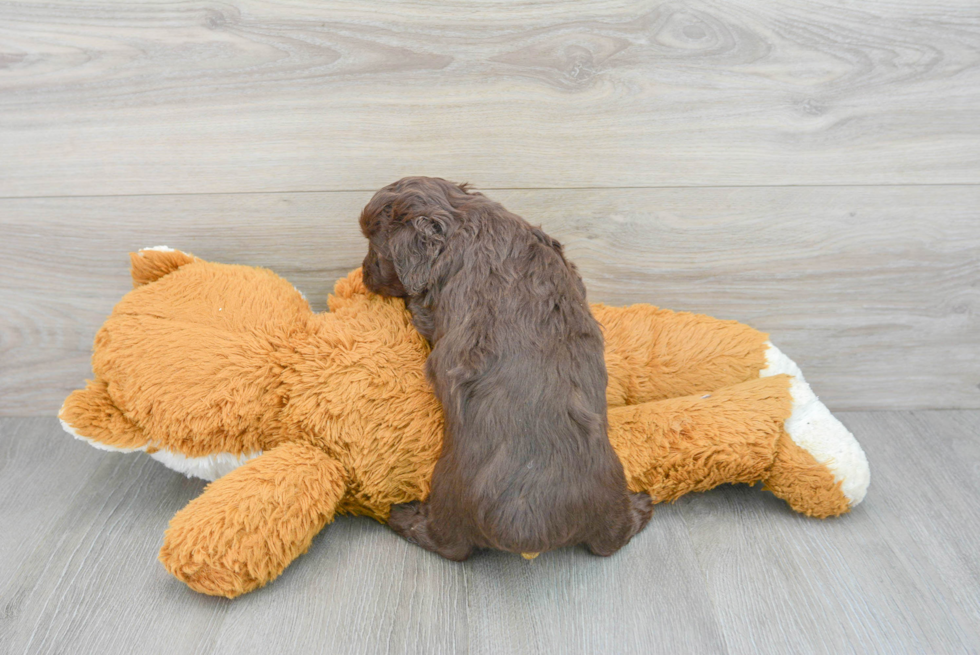 Best Mini Aussiedoodle Baby