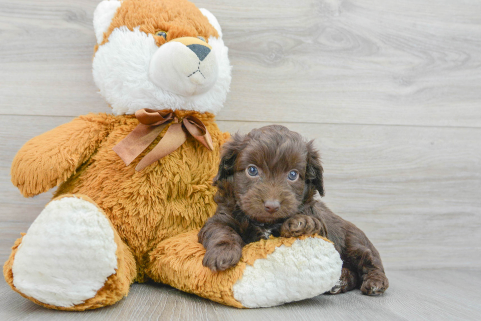 Friendly Mini Aussiedoodle Baby