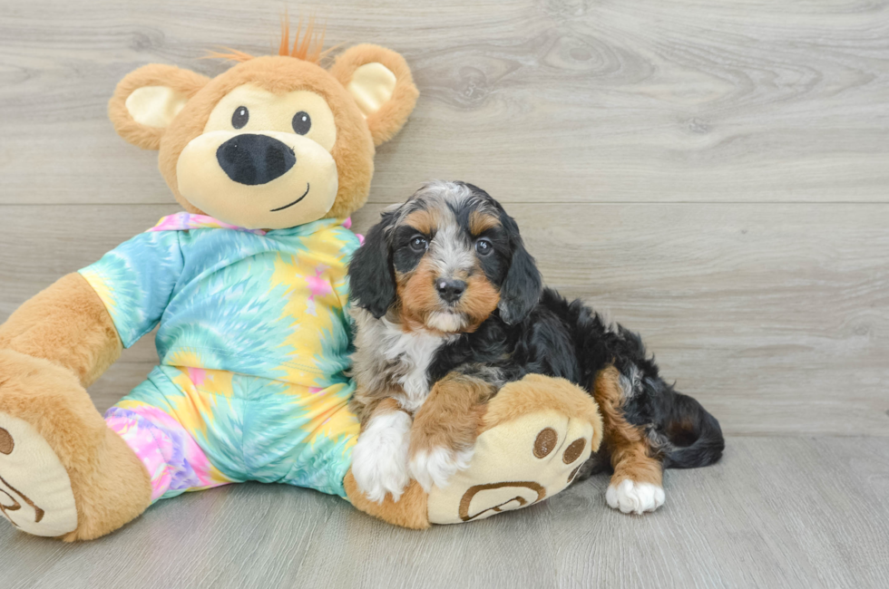 6 week old Mini Aussiedoodle Puppy For Sale - Premier Pups