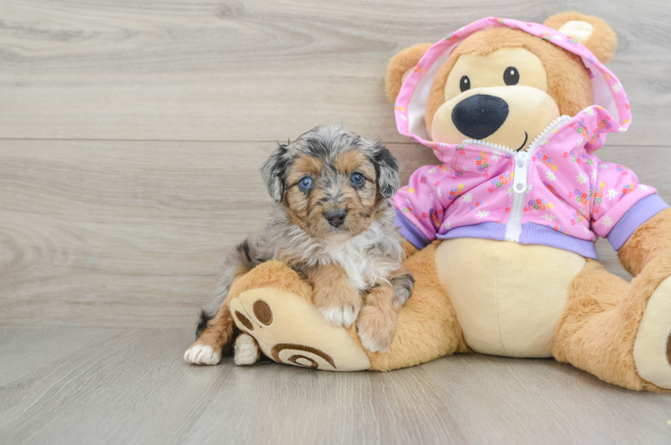 5 week old Mini Aussiedoodle Puppy For Sale - Premier Pups