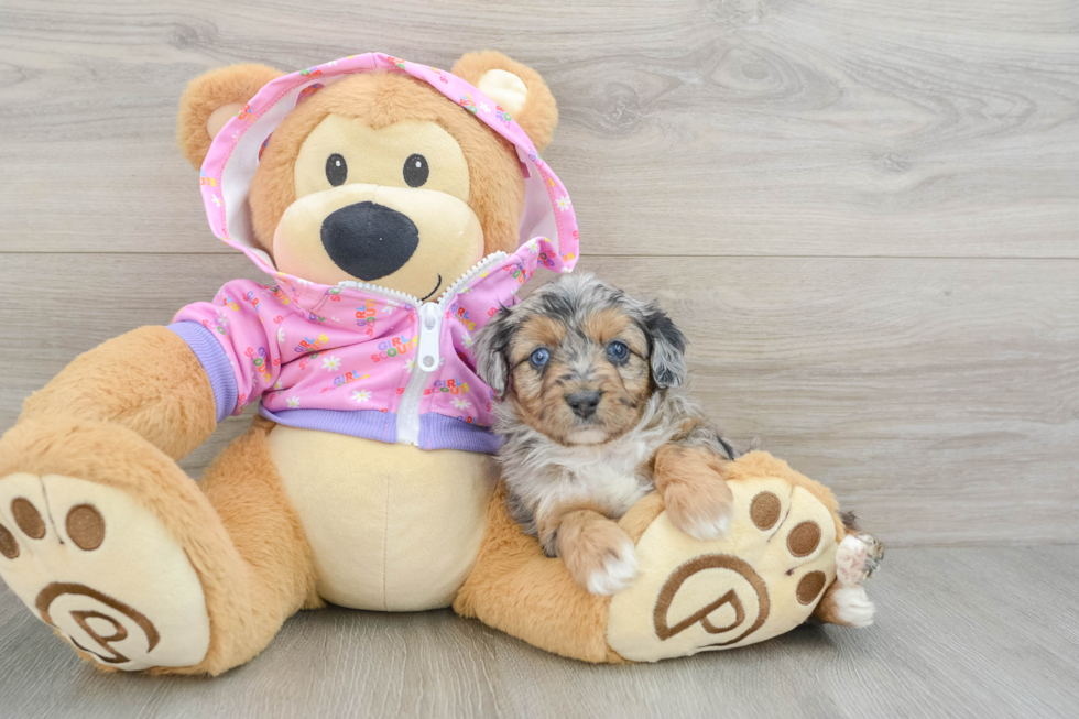 Popular Mini Aussiedoodle Poodle Mix Pup