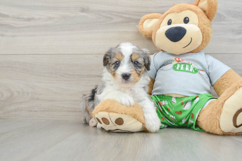 Meet Daz - our Mini Aussiedoodle Puppy Photo 1/3 - Premier Pups