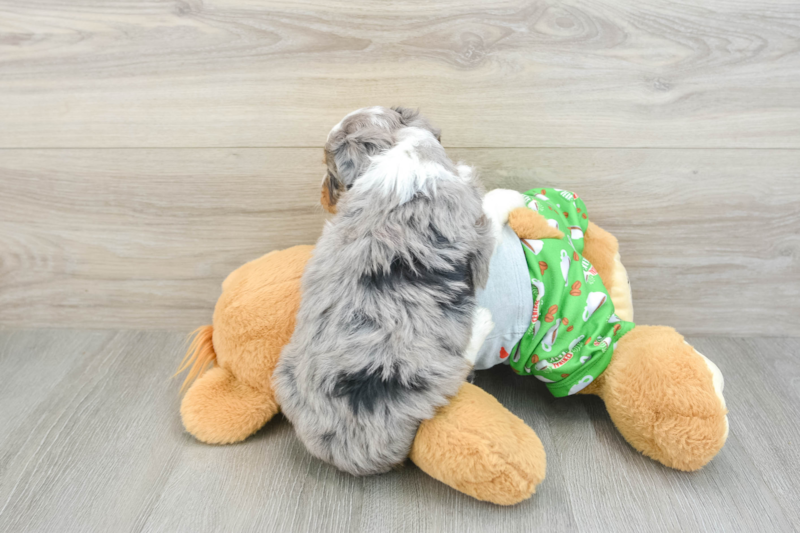 Meet Daz - our Mini Aussiedoodle Puppy Photo 2/3 - Premier Pups