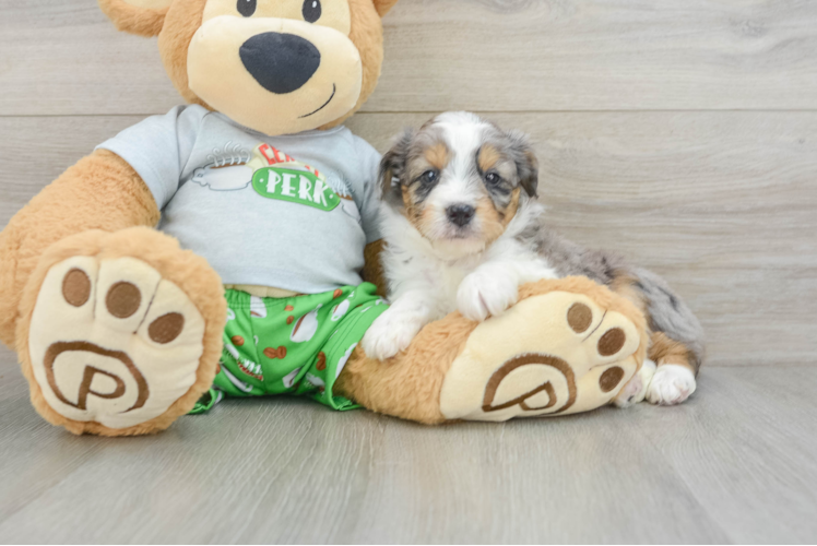 Mini Aussiedoodle Puppy for Adoption