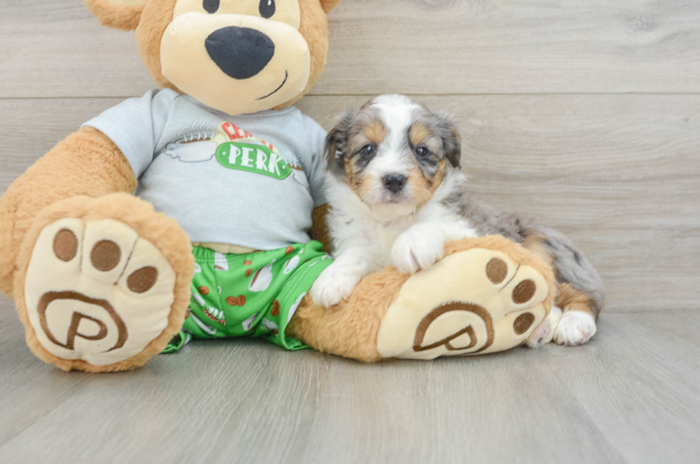 6 week old Mini Aussiedoodle Puppy For Sale - Premier Pups