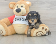 8 week old Mini Aussiedoodle Puppy For Sale - Premier Pups