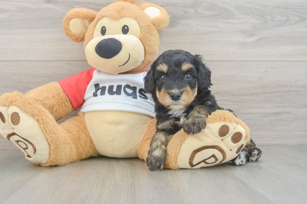 5 week old Mini Aussiedoodle Puppy For Sale - Premier Pups