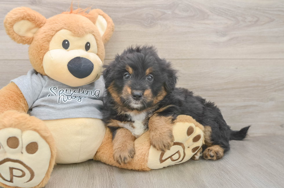 6 week old Mini Aussiedoodle Puppy For Sale - Premier Pups