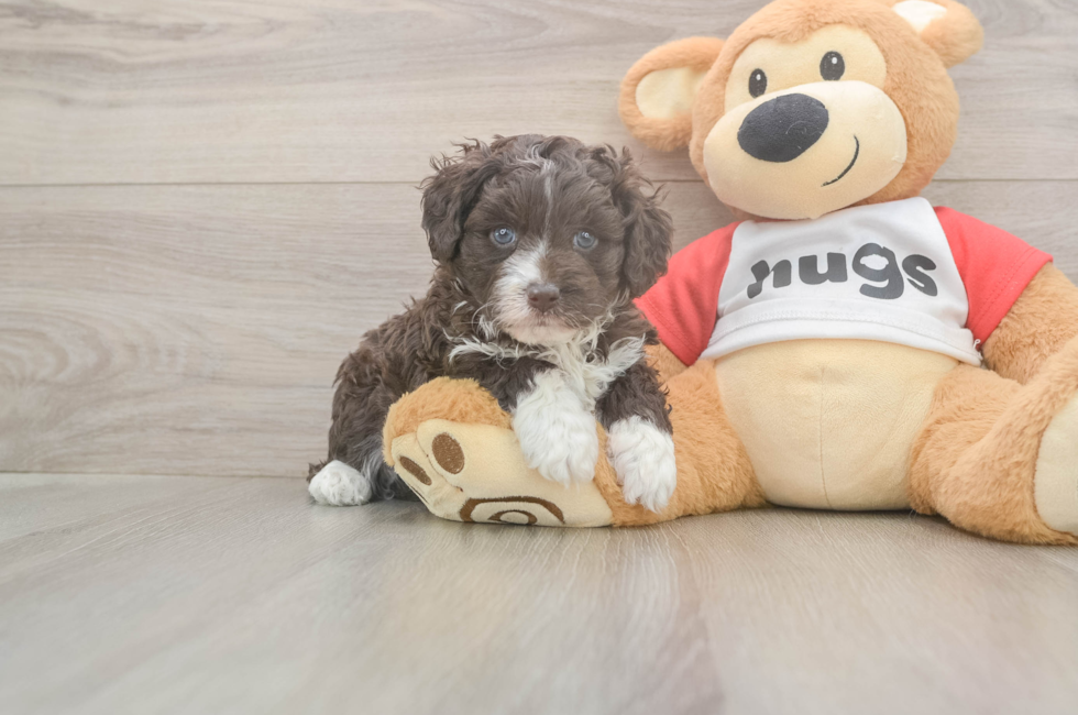 5 week old Mini Aussiedoodle Puppy For Sale - Premier Pups