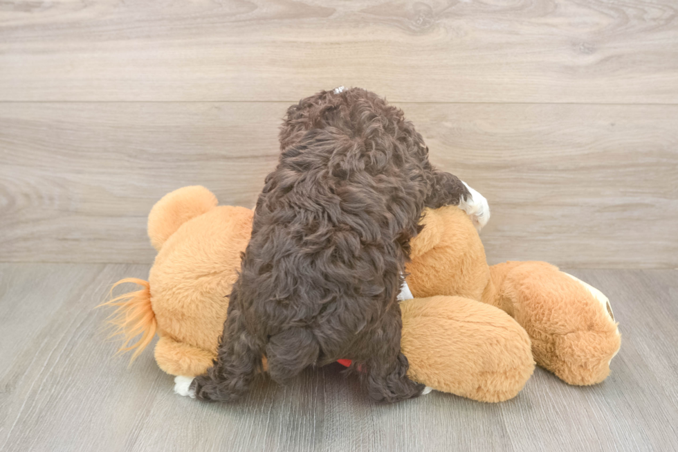 Playful Mini Aussiepoodle Poodle Mix Puppy